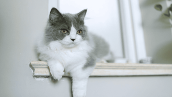 Породы кошек с короткими лапами