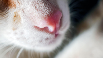 Сухой нос у кошки