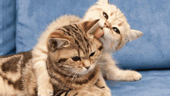 Вязка кота и кошки