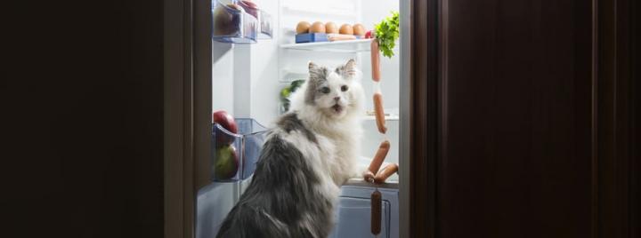 Статьи про рацион кошек: Советы и рекомендации от специалистов Purina
