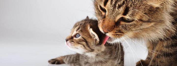 Статьи про беременность кошек: советы ветврачей по уходу
