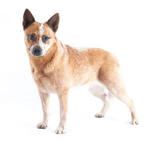 Австралийская пастушья собака: характер породы, уход за собакой