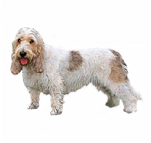 Большой вандейский бассет-гриффон: характер породы, уход за собакой