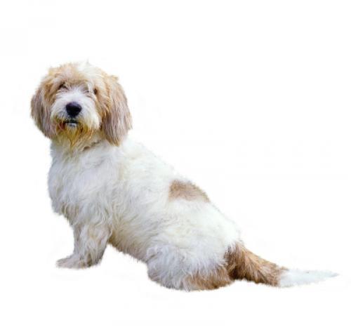 Малый вандейский бассет-гриффон: описание породы собаки, уход