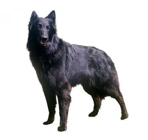 Бельгийская овчарка грюнендаль: описание породы собаки, характер, уход