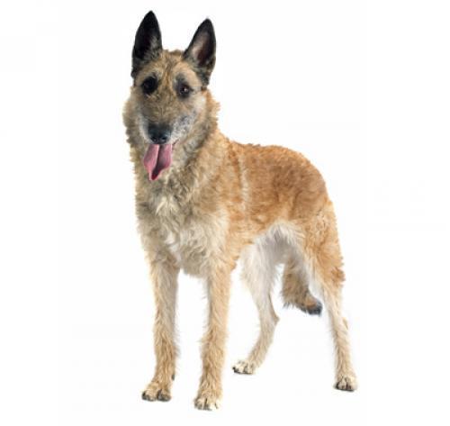 Бельгийская овчарка лакенуа: описание породы собаки, характер, уход
