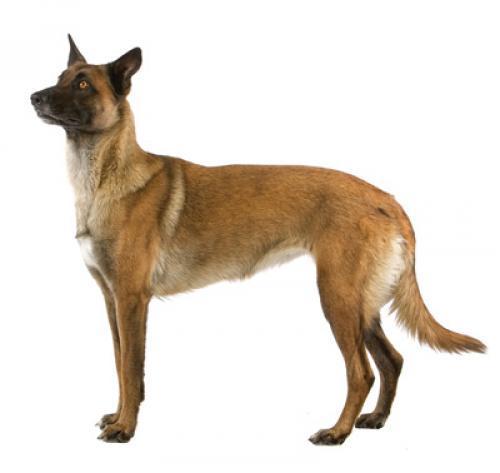 Бельгийская овчарка малинуа: описание породы собаки, характер, уход