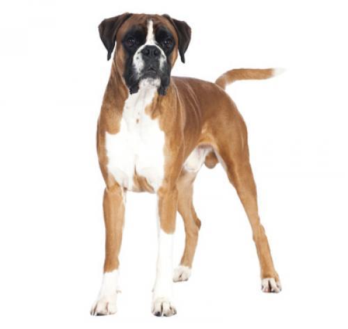 Боксер: описание характер породы, содержание и уход за собакой