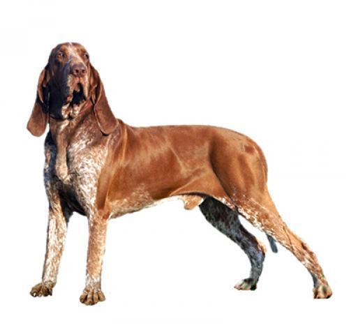 Итальянская гончая сегуджио: описание породы собаки, характер, уход