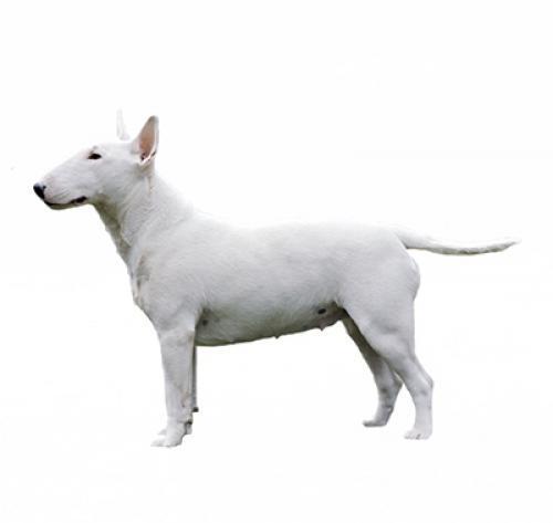 Бультерьер: описание породы собаки, характер, содержание и уход