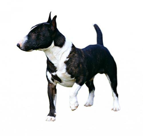 Миниатюрный бультерьер: описание породы, характер, содержание собаки