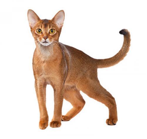 абиссинская кошка особенности породы и характера