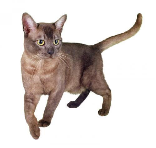 Азиатская кошка: описание породы, характер, уход — Purina.ru
