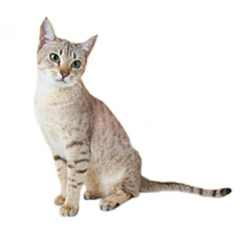 Австралийский мист: описание породы кошек, характер, уход — Purina.ru