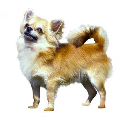 Чихуахуа (длинношерстная):описание породы собаки, характер, уход