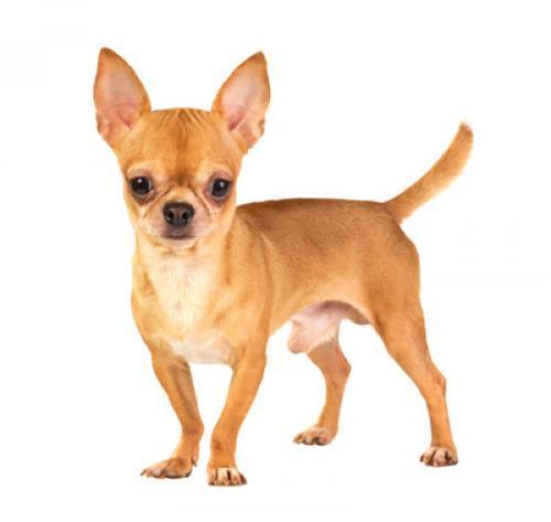 Чихуахуа (гладкошерстная): описание породы собаки, характер, уход