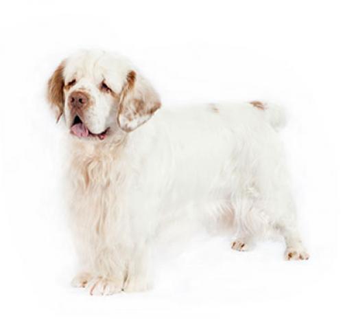 Кламбер-спаниель: характер породы, уход за собакой — Purina.ru
