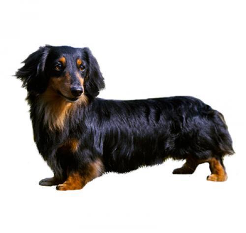 Такса (миниатюрная длинношерстная): характер породы, уход за собакой