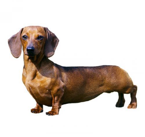 Мини такса (карликовая): описание породы, характер, уход за собакой