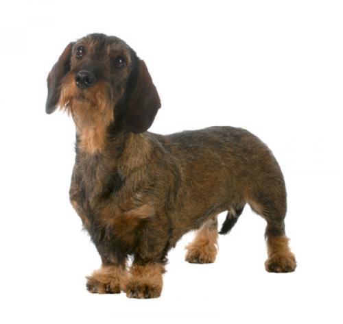 Такса (миниатюрная жесткошерстная): характер породы, уход за собакой