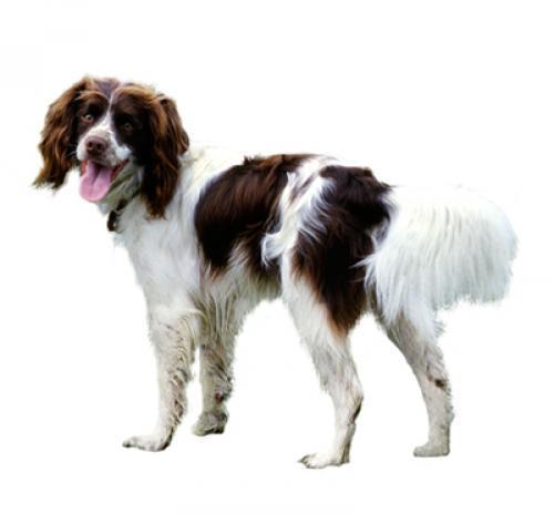 Английский спрингер-спаниель: описание породы собаки, характер, уход