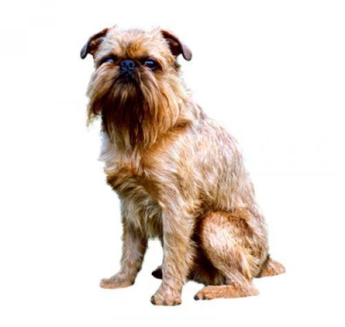 Брюссельский гриффон: характер породы, уход за собакой — Purina.ru