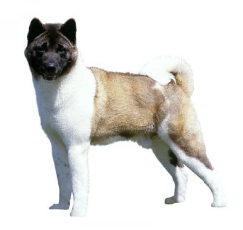 Японская акита: характер породы, уход за собакой — Purina.ru