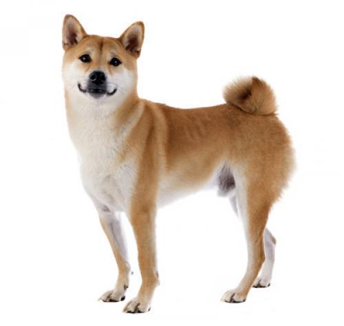 собака японская сиба ину