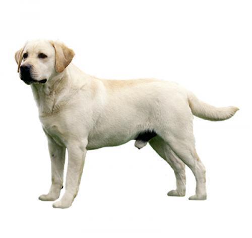 Лабрадор-ретривер: описание породы, характер, содержание собаки