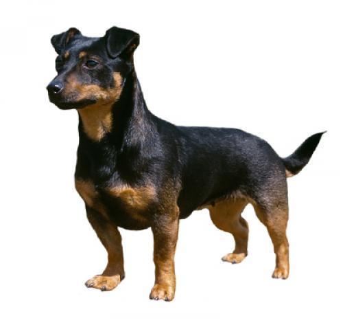 Ланкаширский хилер: характер породы, уход за собакой — Purina.ru