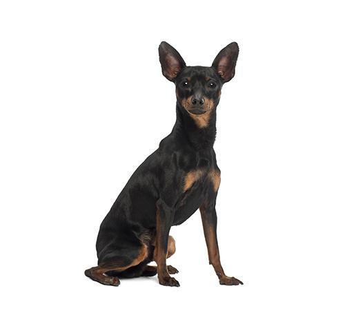 Порода собак карликовый пинчер: описание породы, характер, содержание