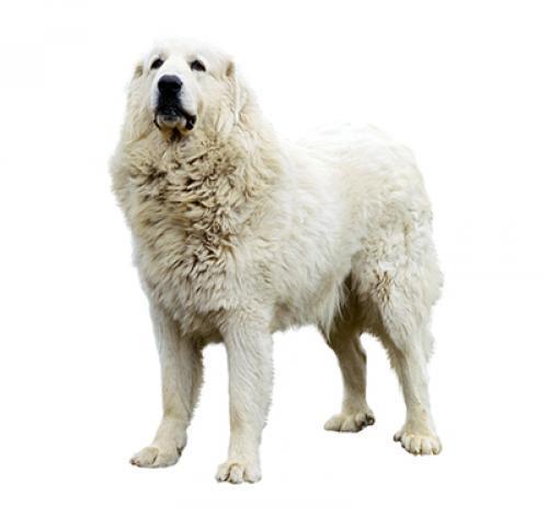 Пиренейская горная собака: описание породы собаки, характер, уход