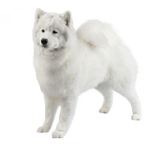 Самоедская собака: описание, характер породы, уход за лайкой