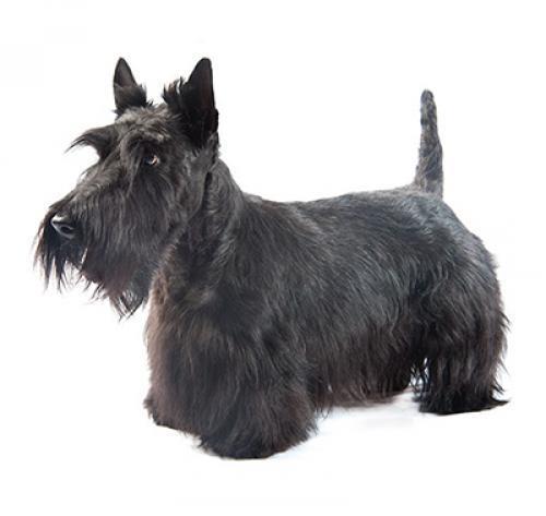 Скотчтерьер, шотландский терьер: описание породы собаки, характер