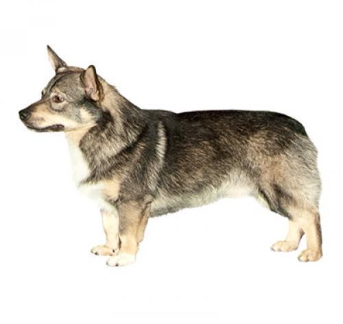вальхунд порода собак