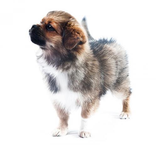 Тибетский спаниель: характер породы, уход за собакой — Purina.ru