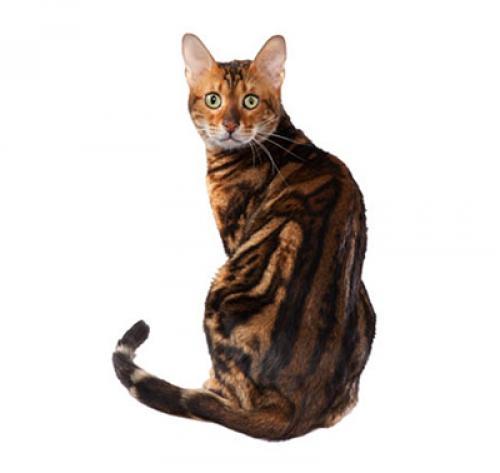Бенгальская кошка: описание и фото породы, характер, содержание и уход