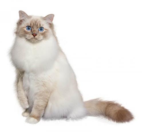Бирманская кошка: описание породы, характер, уход — Purina.ru