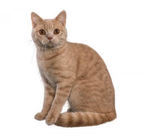 британская короткошерстная кошка рыжая
