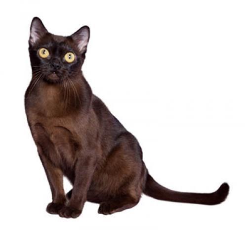Бурманская кошка: описание породы, характер, уход, фото