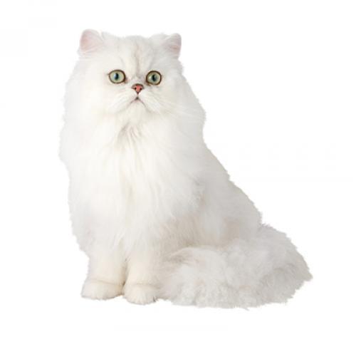 Шиншилла: описание породы кошек, характер, уход — Purina.ru