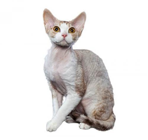 Девон-рекс: описание породы кошек, характер, уход — Purina.ru
