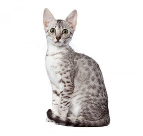 Египетская мау: описание породы кошек, характер, уход — Purina.ru