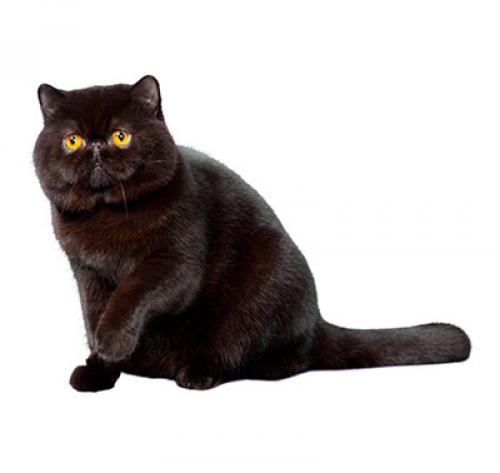Экзотическая короткошерстная кошка: описание породы, характер, уход