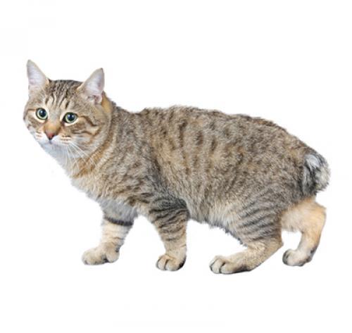 Японский бобтейл длинношерстный: описание породы кошек, характер, уход