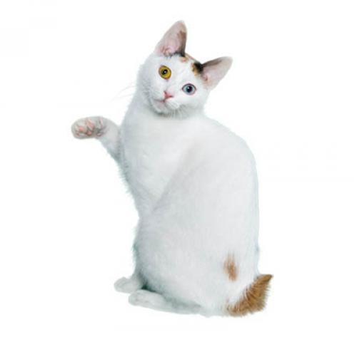 Японский бобтейл короткошерстный: описание породы кошек, уход