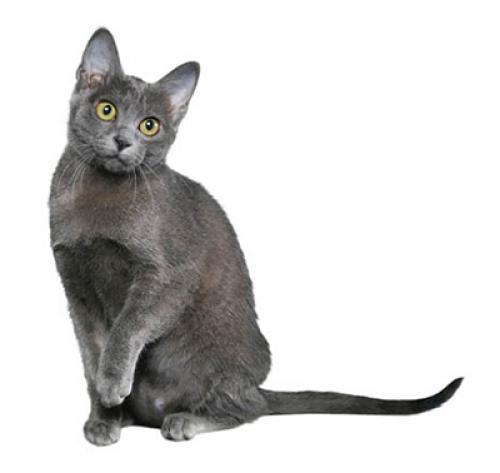 Корат: описание породы кошек, характер, уход — Purina.ru