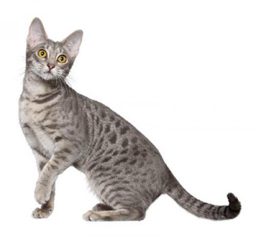 Оцикет: описание породы кошек, характер, уход — Purina.ru