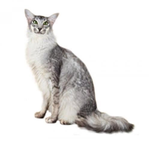 Ориентальная (восточная) длинношерстная кошка: описание породы, уход
