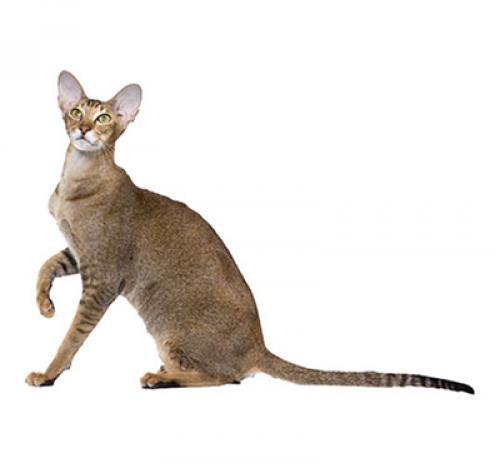 Ориентальная кошка (восточная), короткошерстная: описание породы, уход